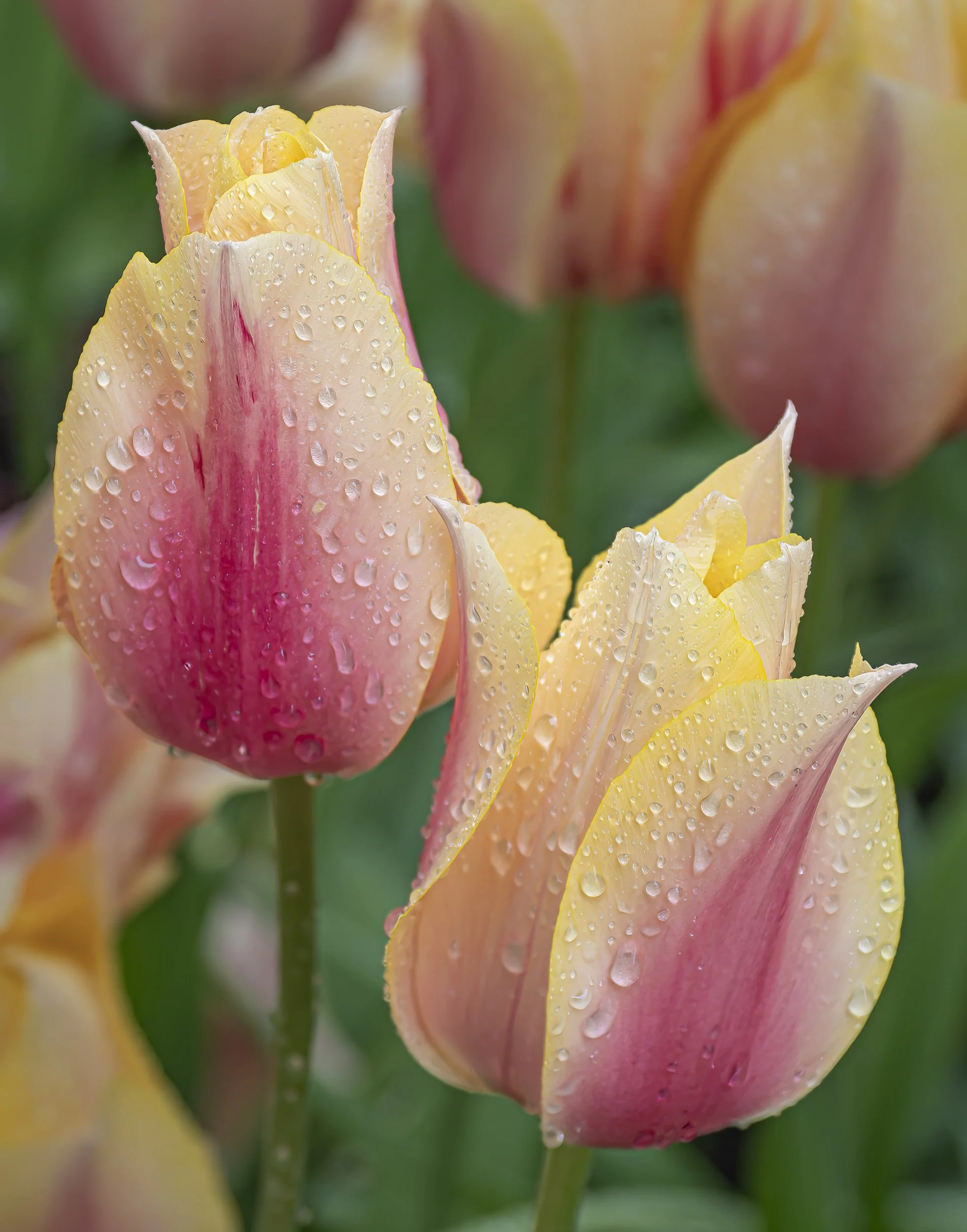 Jenn_Hanley_Raindrops on Tulips($275).jpg