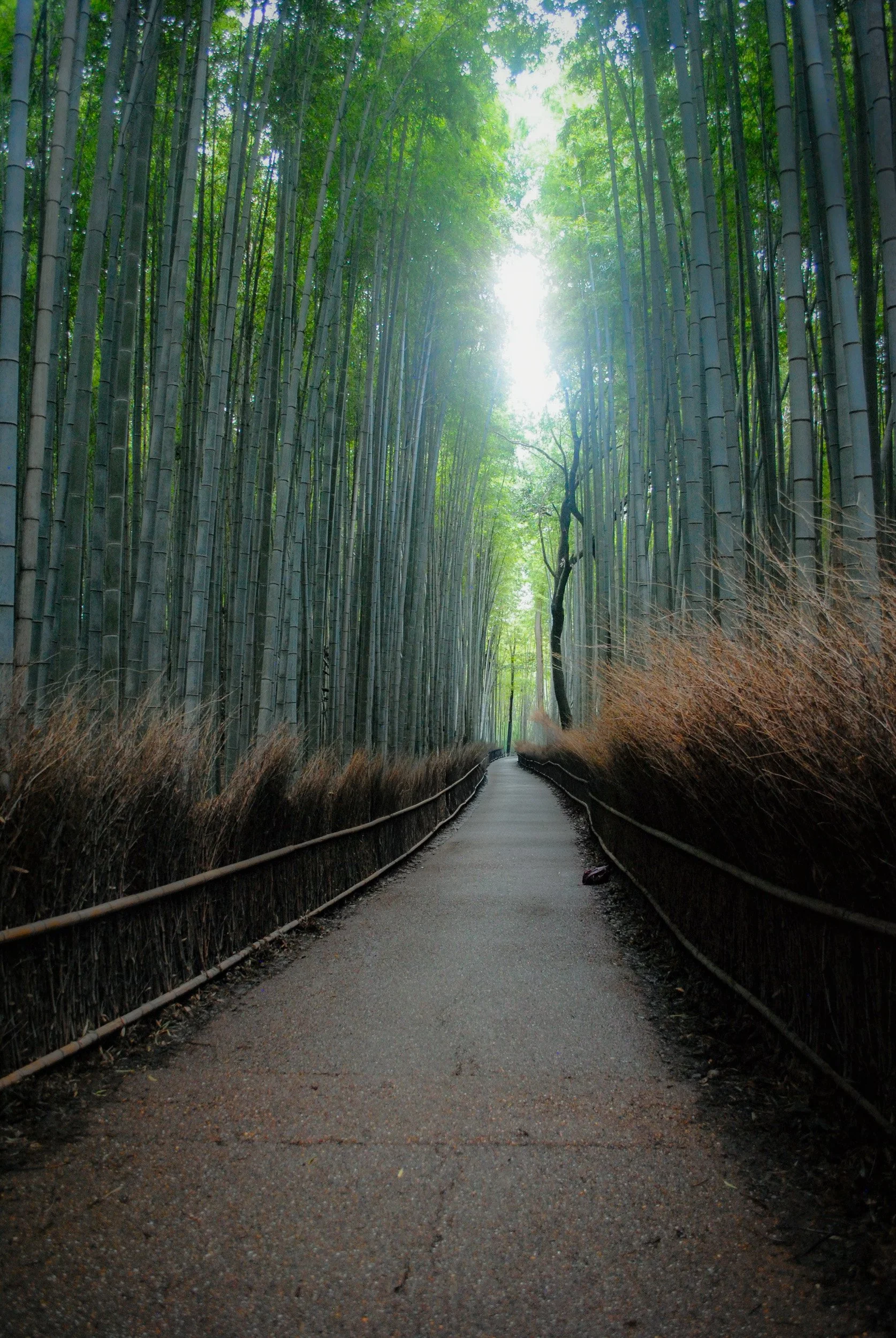 Walk in the Bamboo Forest by Emily Duwan