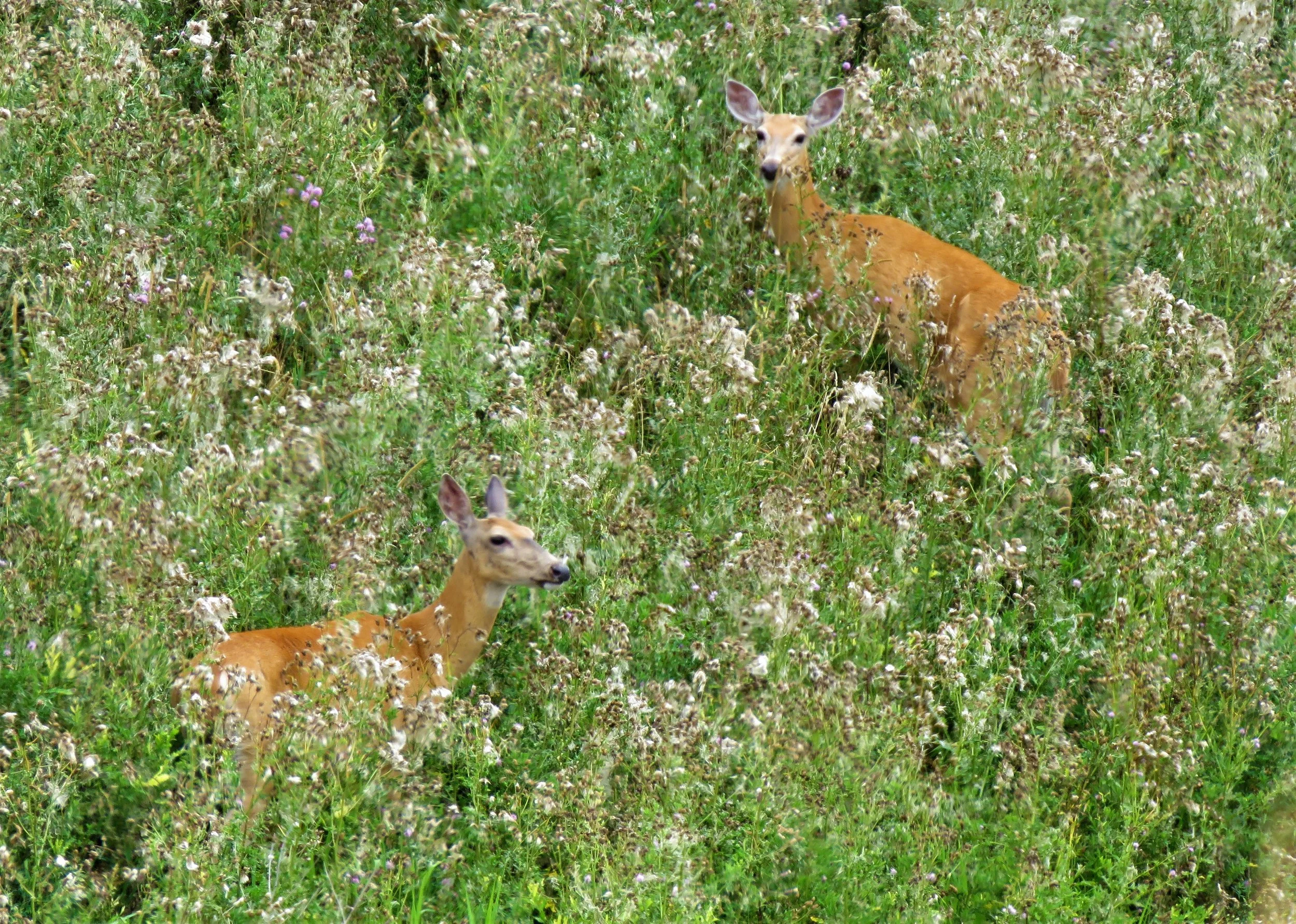 Hidden in Plain Sight by Marilyn Moffatt