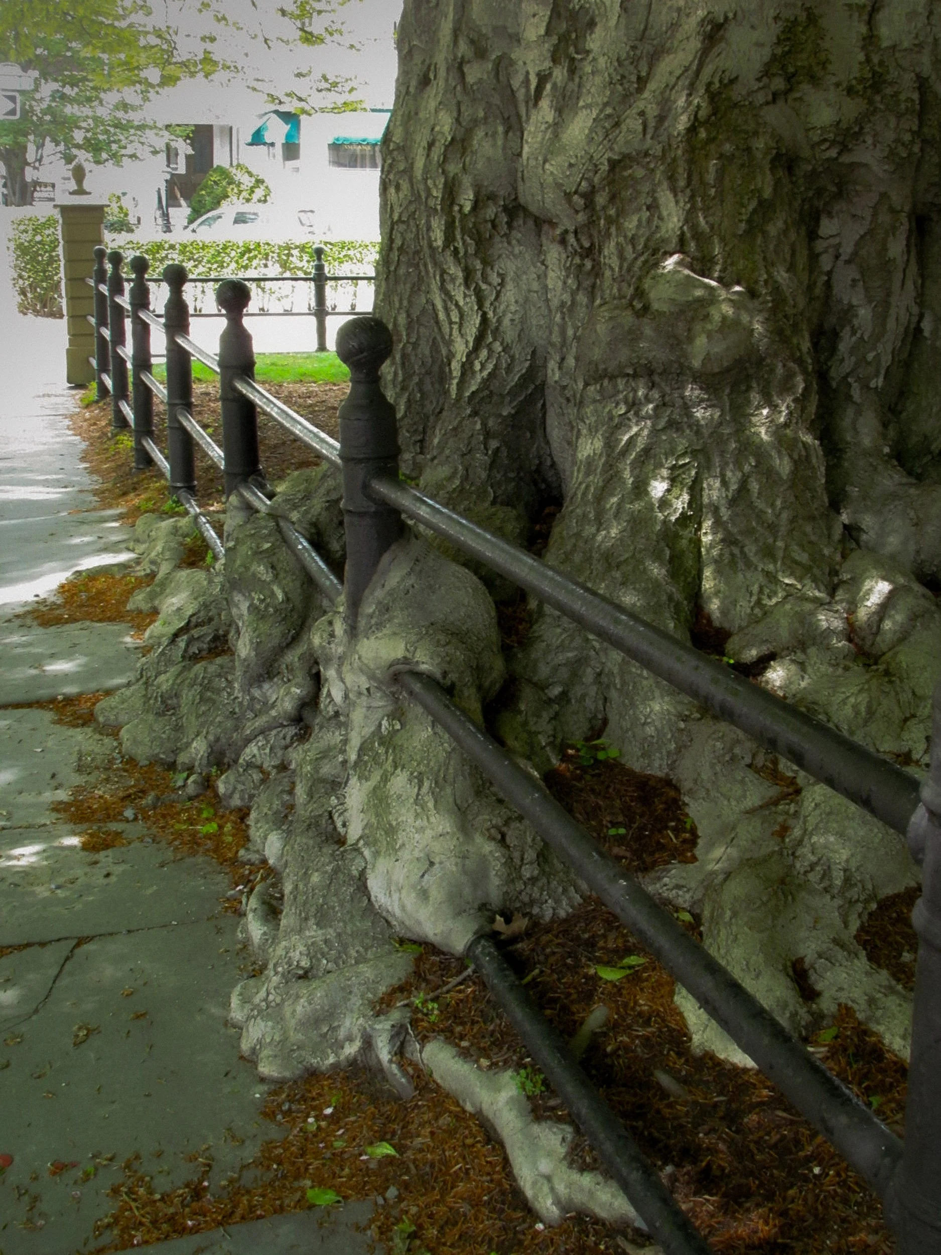 Old Beech Tree by Jane Viti