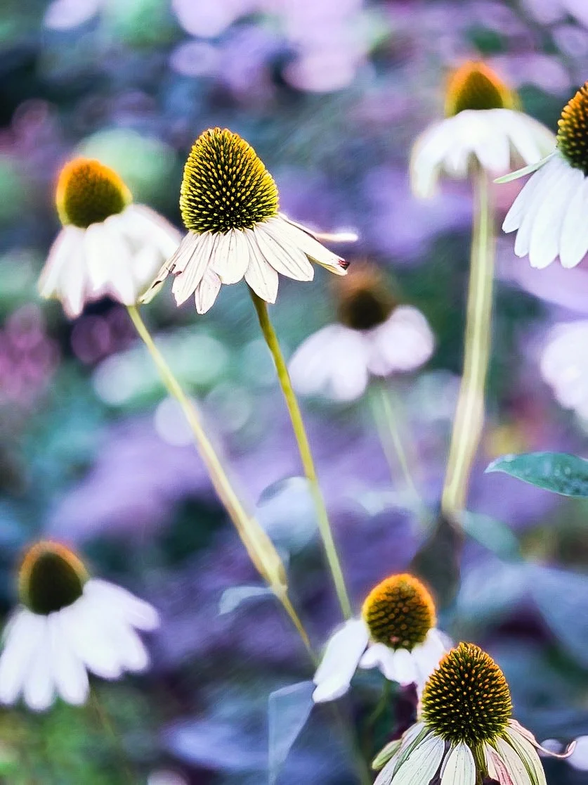 Lisa_Bergeron_Nature_s Pallet$325).jpg