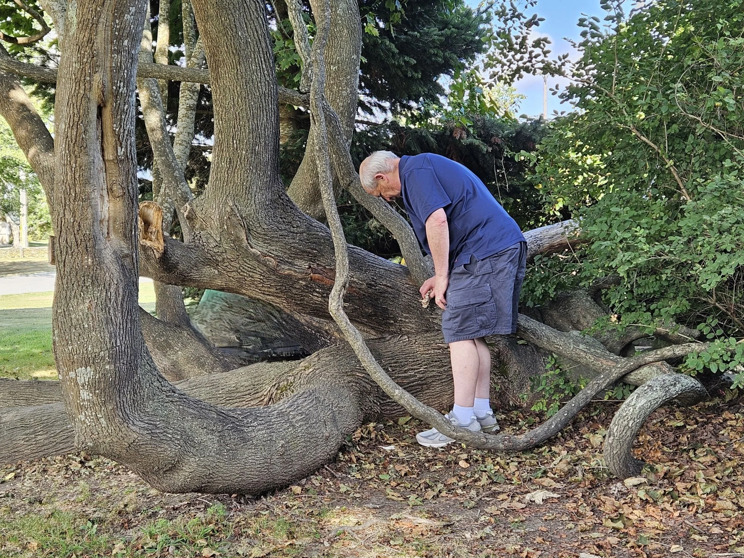 Liz_Fields_The Old Man and the Tree($250).jpg