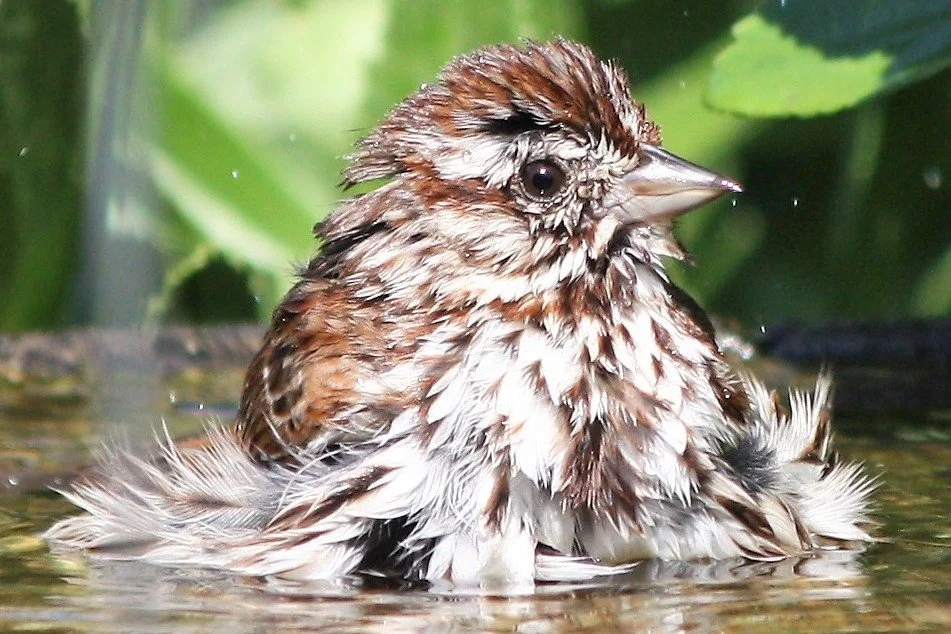 A True Bird Bath by Murray Norcross