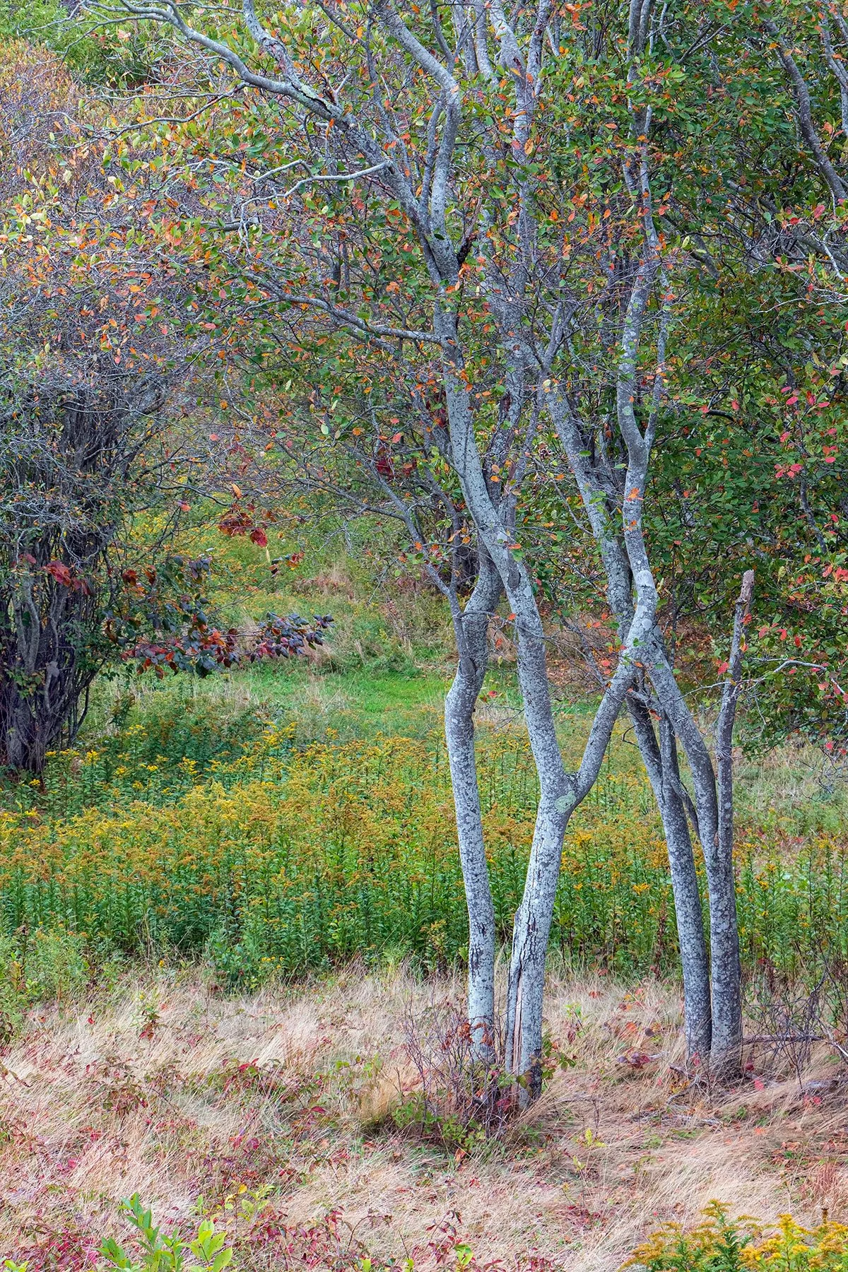 Linda_LaParle_Fall on Block Island($250).jpg