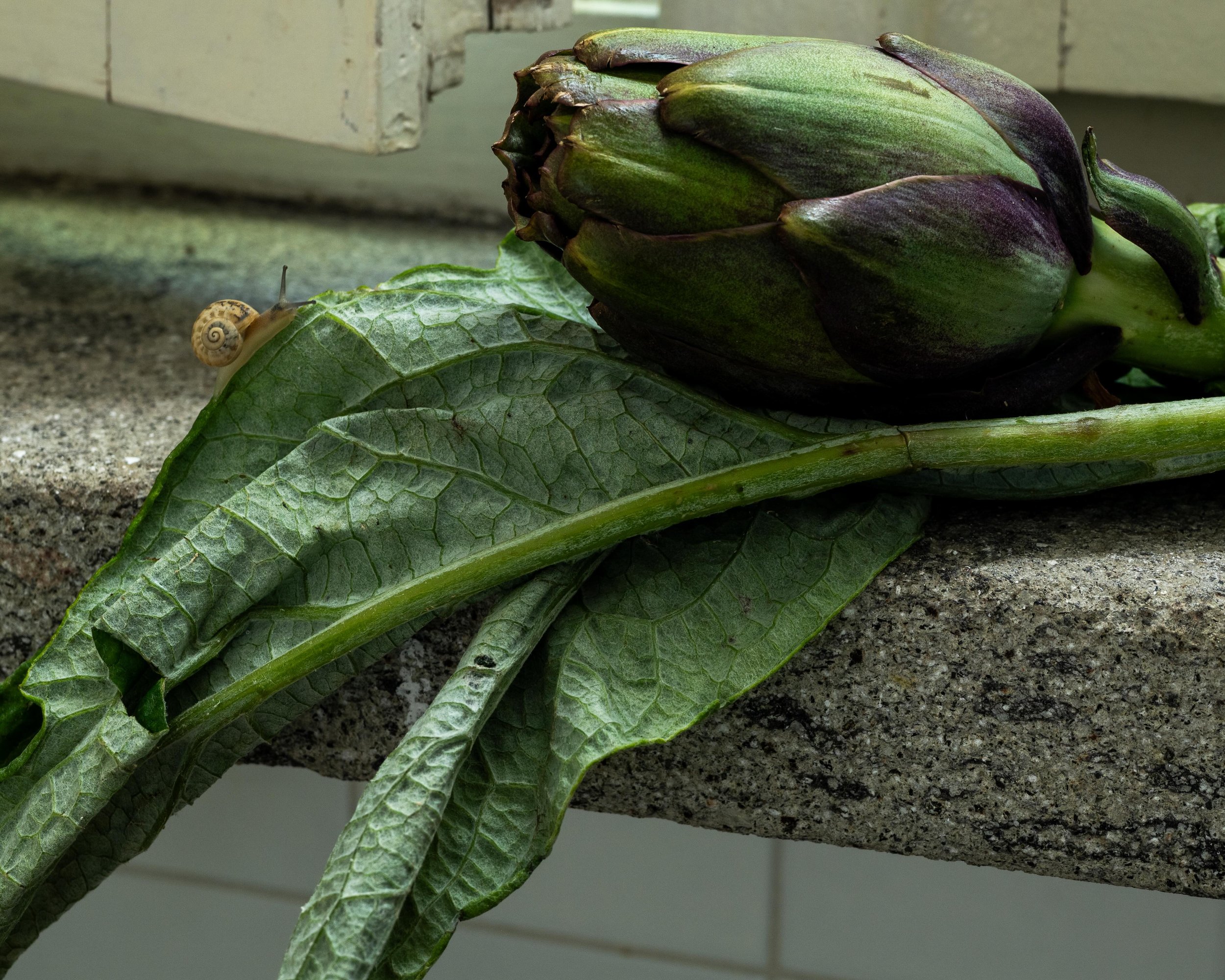 Artichoke by Ellen Washburn Martin