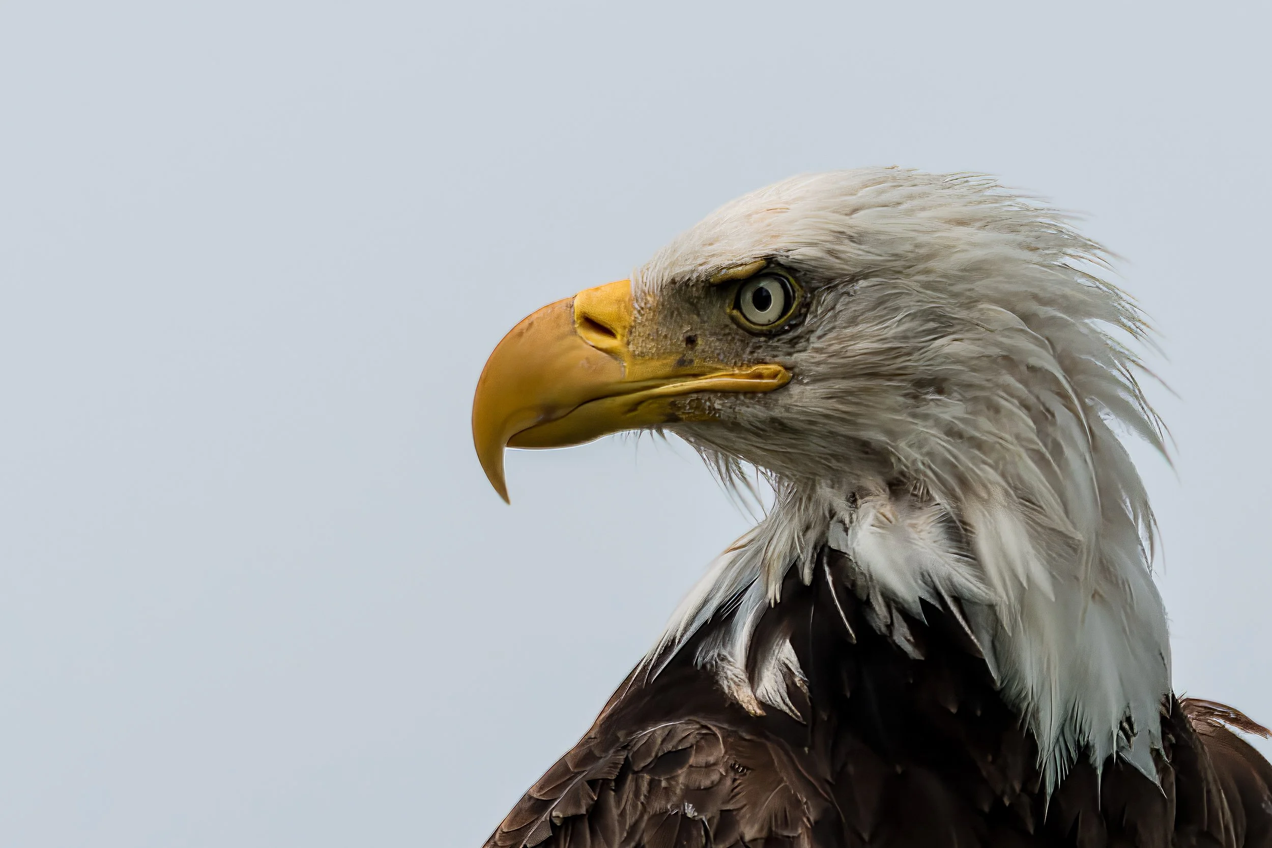 Looking by Frank Leith