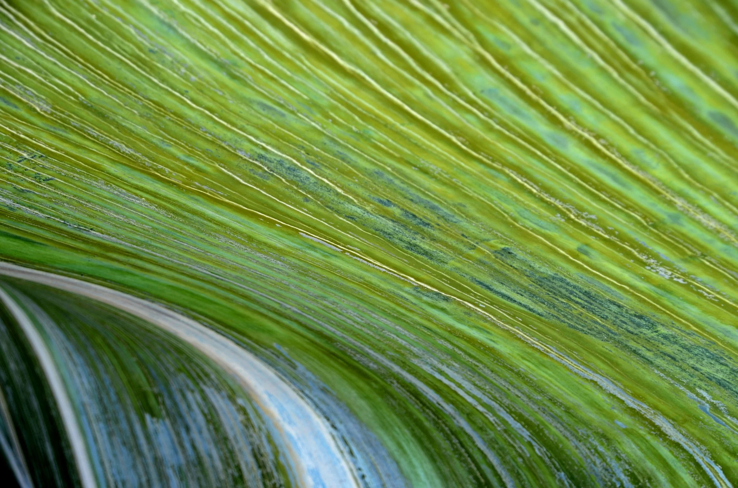 Paint Streaked Keel by Bern Altman