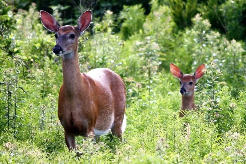 Sachuest Doe and Her Fawn by Murray Norcross