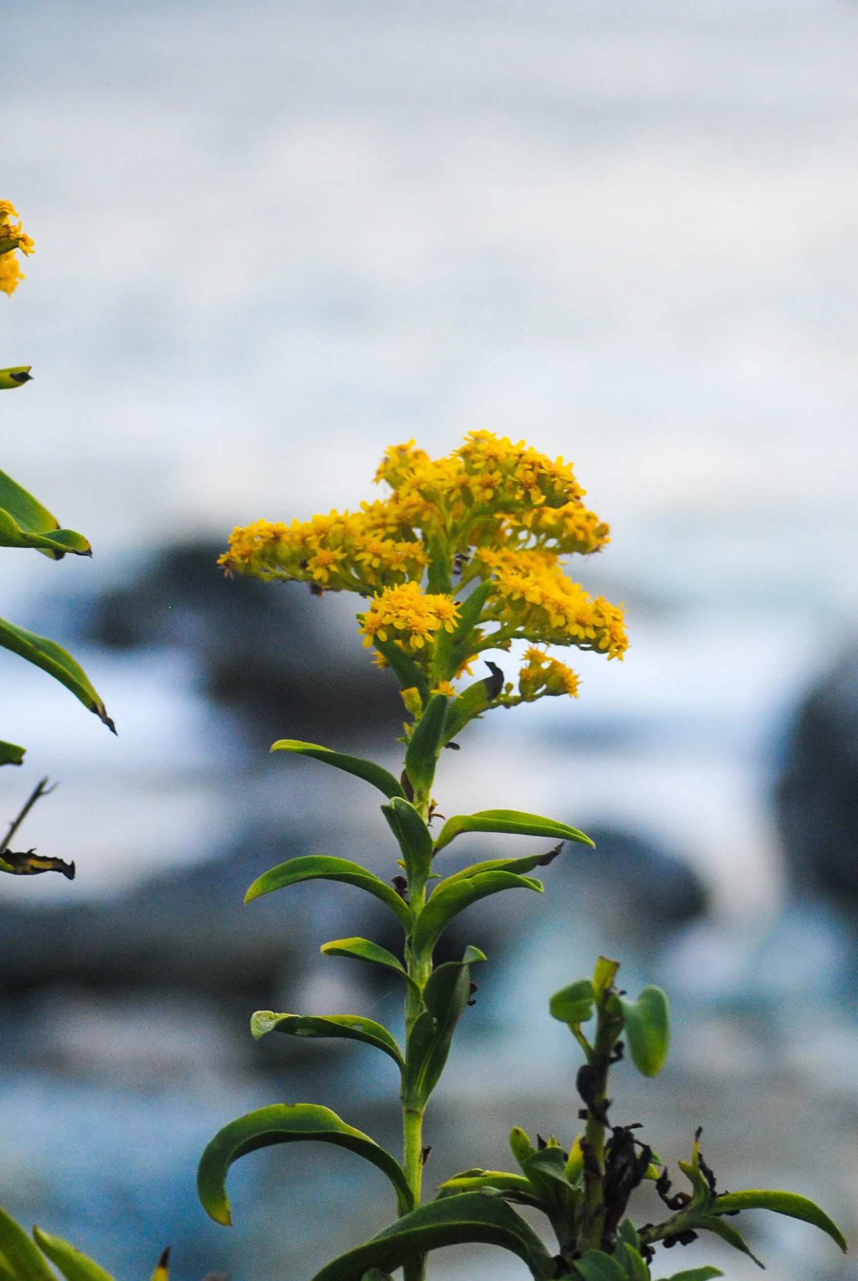 Sachets in Bloom by Emily Duran