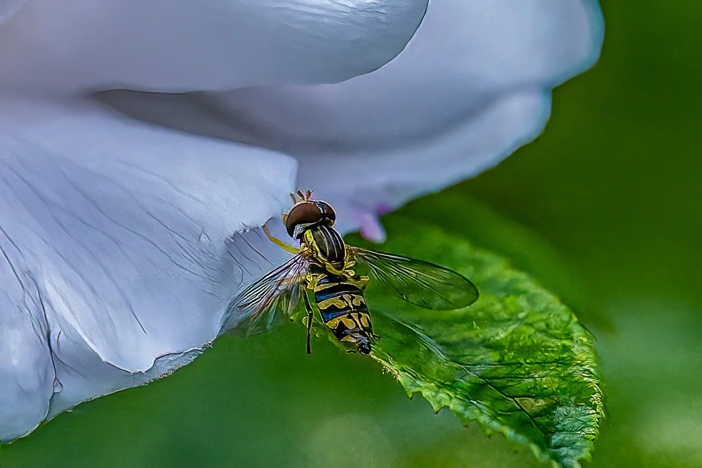 Jeffrey_Reynolds_Hoverfly on Flower($150).jpg