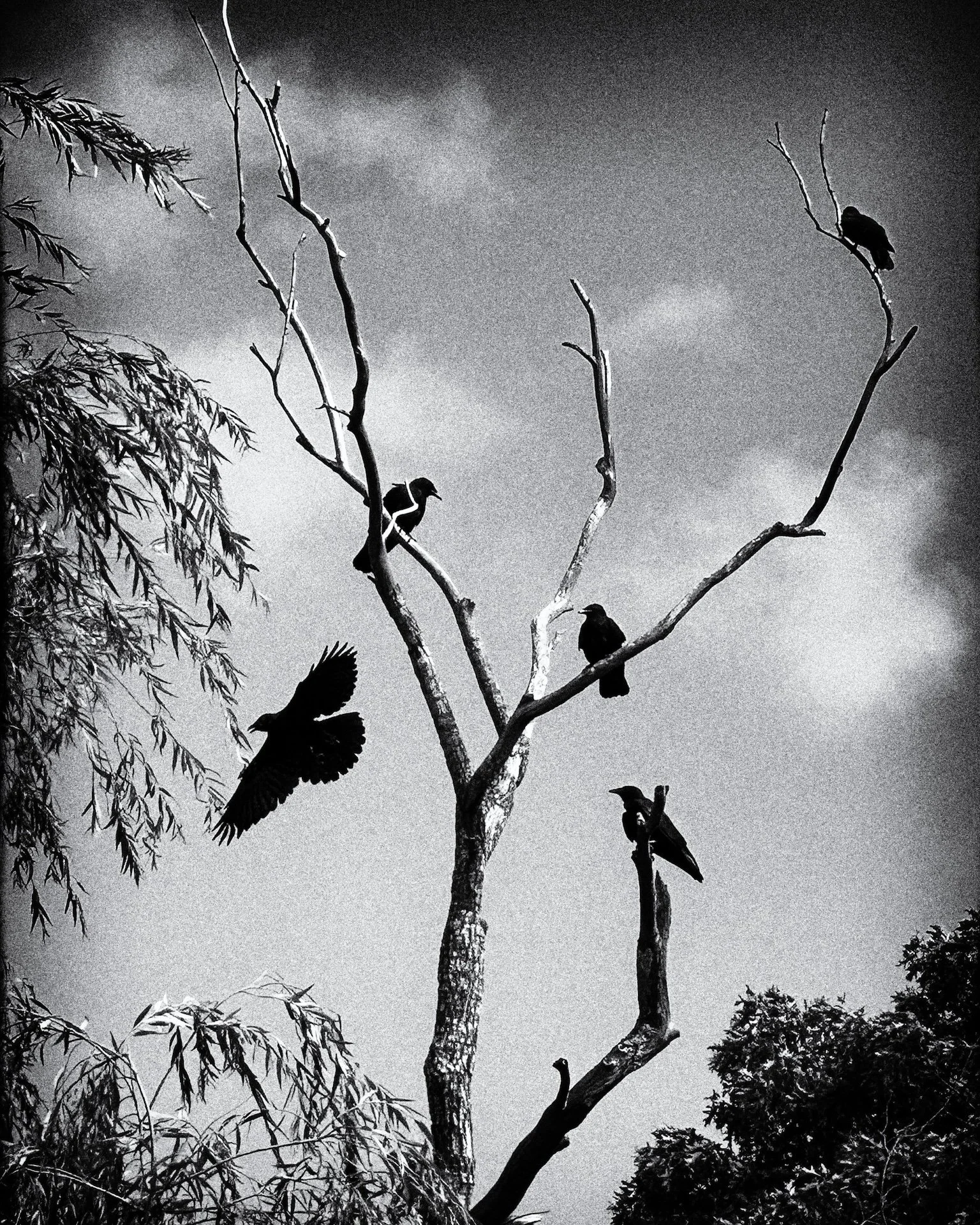 The Birds by Marc Jaffe