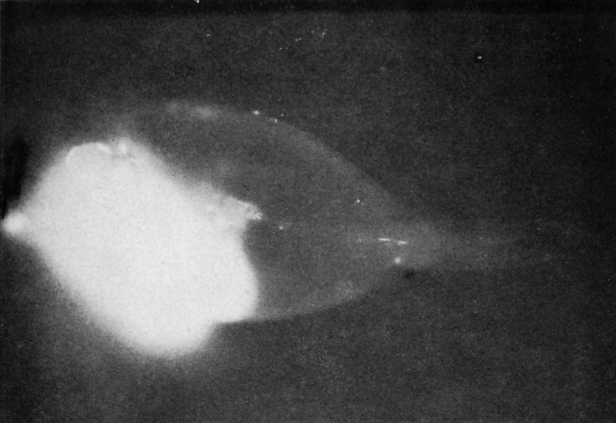 Black and white photograph of Puffy Surgeon Fish. Brightest area is the stomach filled with fresh algae. The rest of the body has absorbed and distributed enough fission product radioactivity to make the entire fish radioactive. 