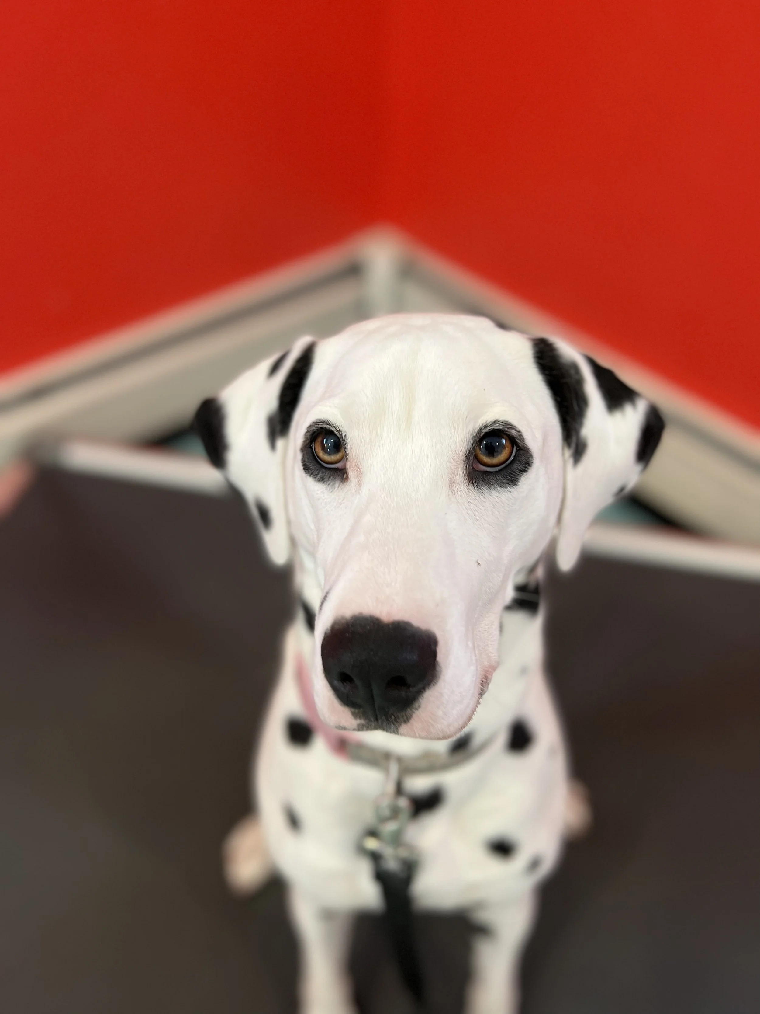 A Dalmatian dog looking up at the camera with a red background and a metal table in the background.