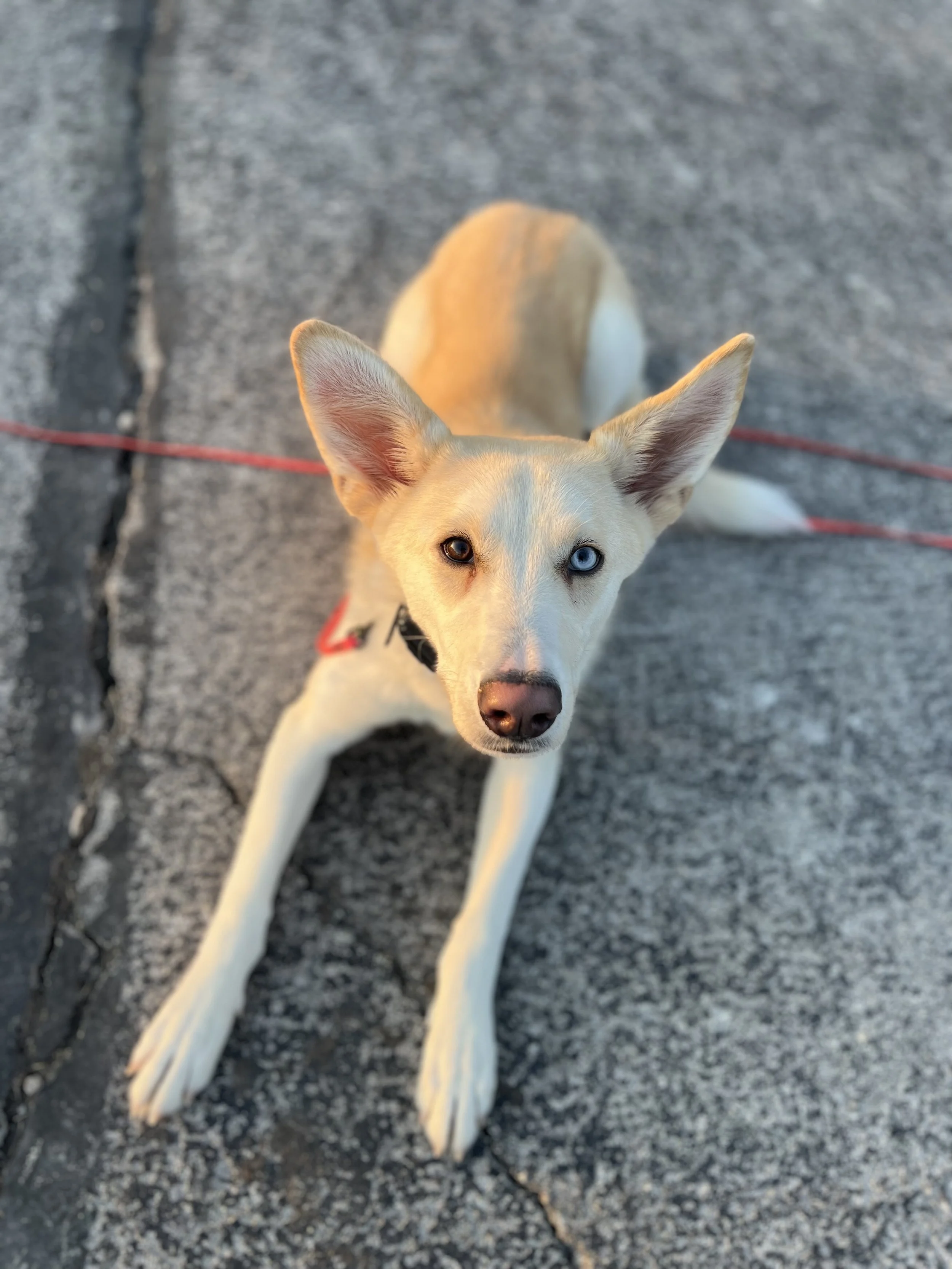 A white dog with one blue eye and one brown eye, laying on concrete sidewalk looking up at the camera.