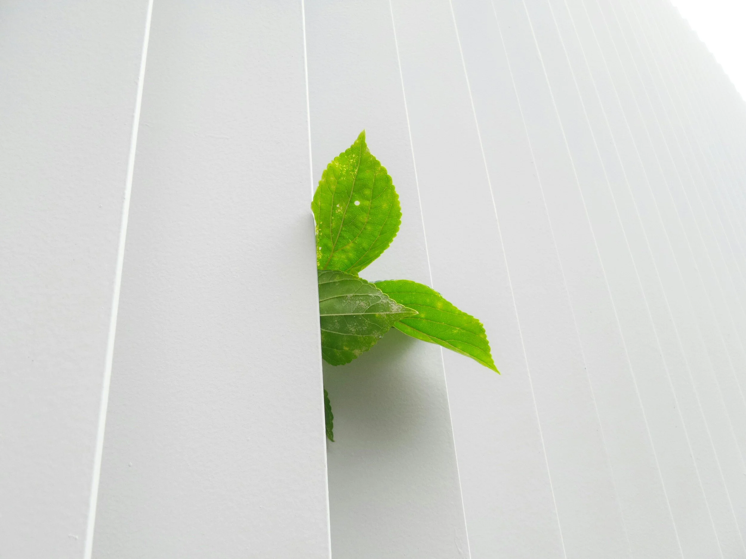 SMI Client's Guide: Incorporating Sustainability into Your Interior Design