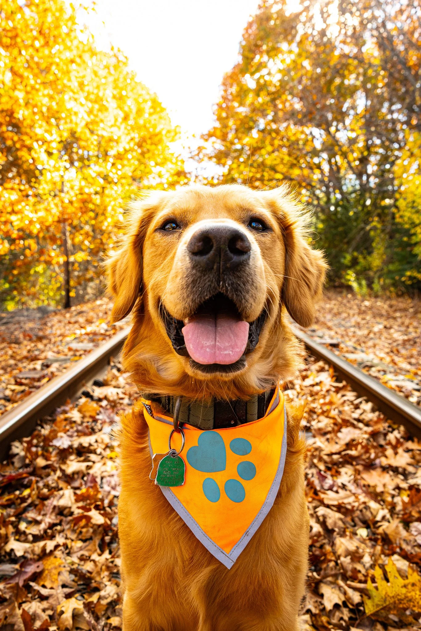 Top Reasons to Choose David Lescatre Jr Photography for Pet Photography