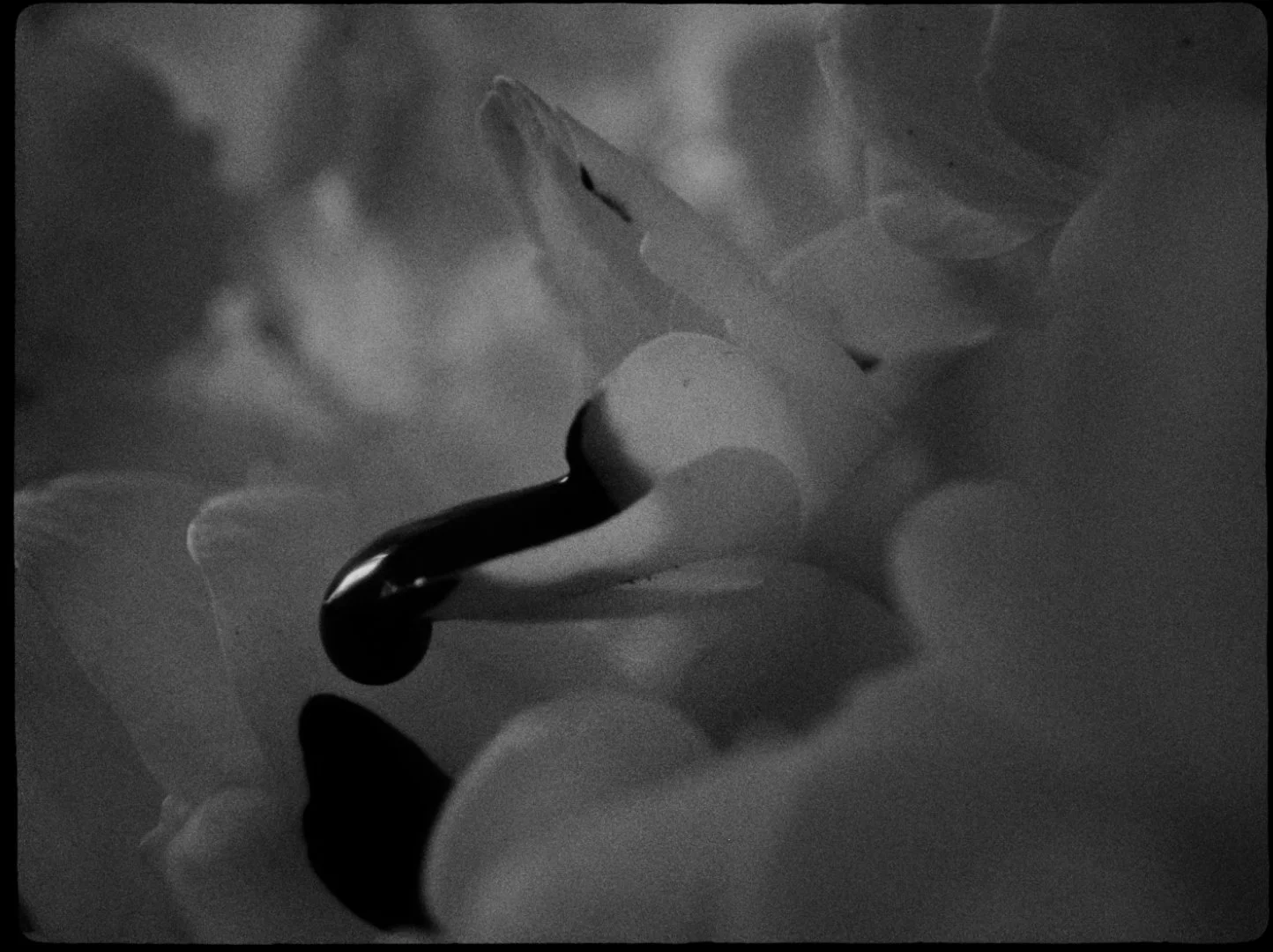 PARA_STILLS24.jpg