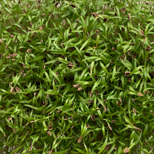 dill.png