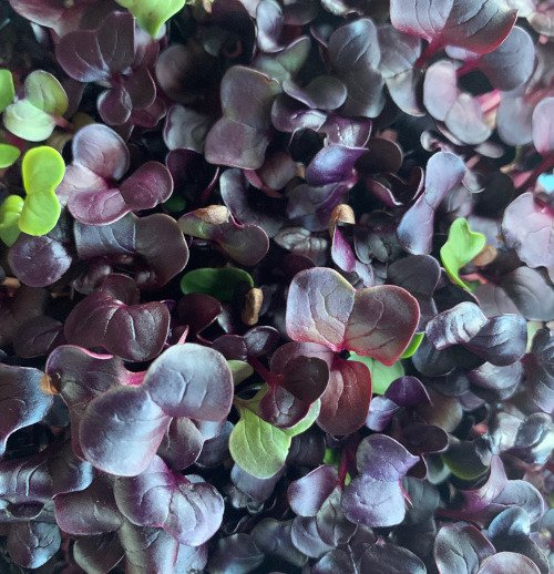 Radish Purple.jpeg