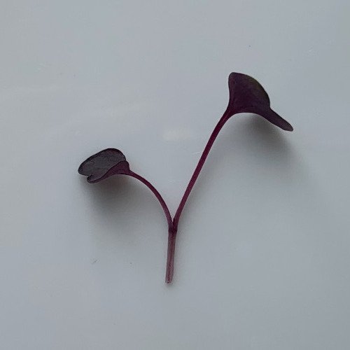 radish purple single.jpeg