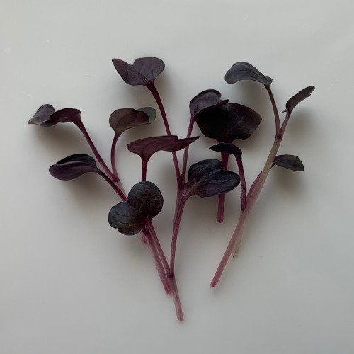 radish purple multiple.jpeg