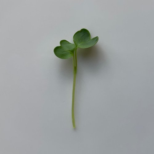 radish green single.jpeg