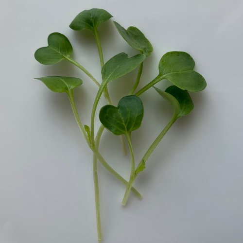 radish green multiple.jpeg