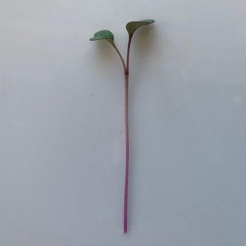 kohlrabi single.jpeg