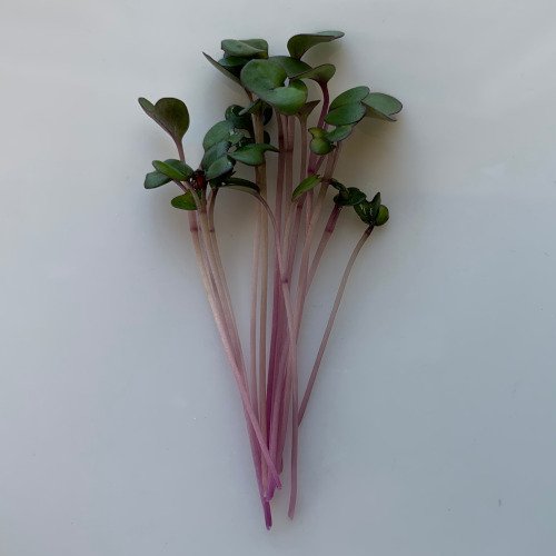 kohlrabi multiple.jpeg