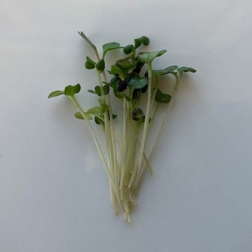 cabbage multiple.jpeg