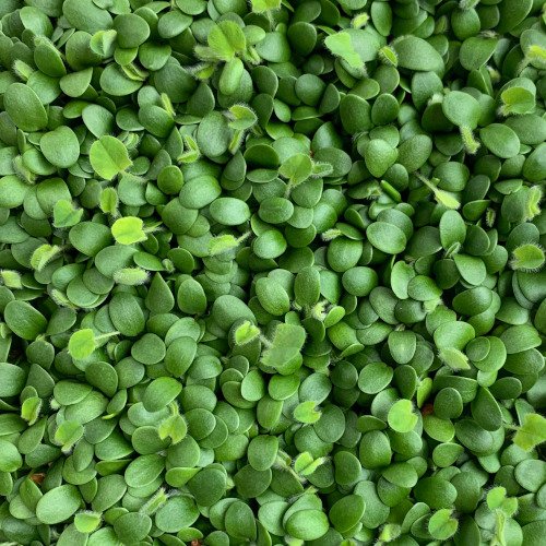 clover.jpeg