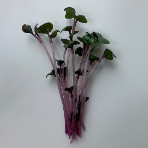 cabbage red multi.jpeg