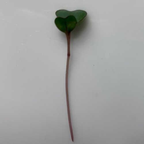 cabbage red single.jpeg