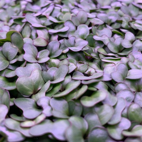 cabbage 01.jpeg
