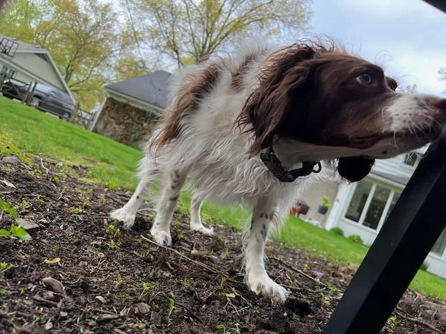 It’s Sprrringtime!