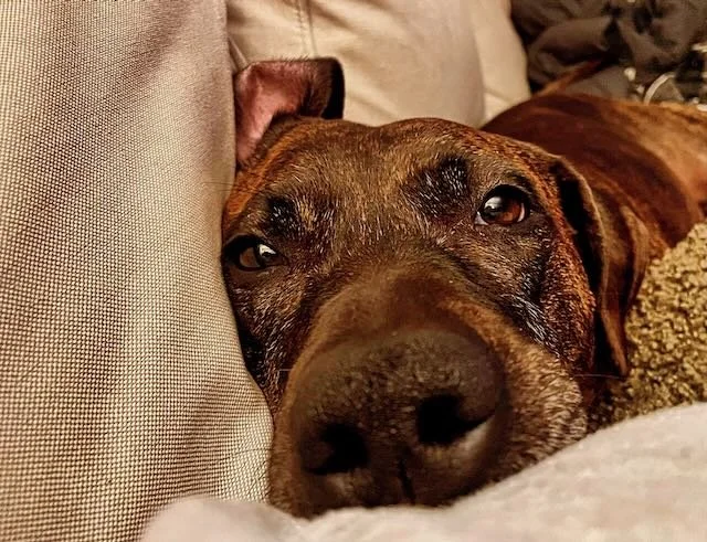 Remote Control Bullying