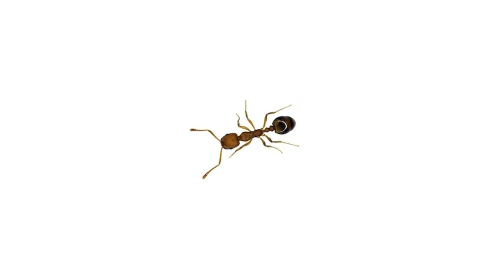 What’s Bugging You?