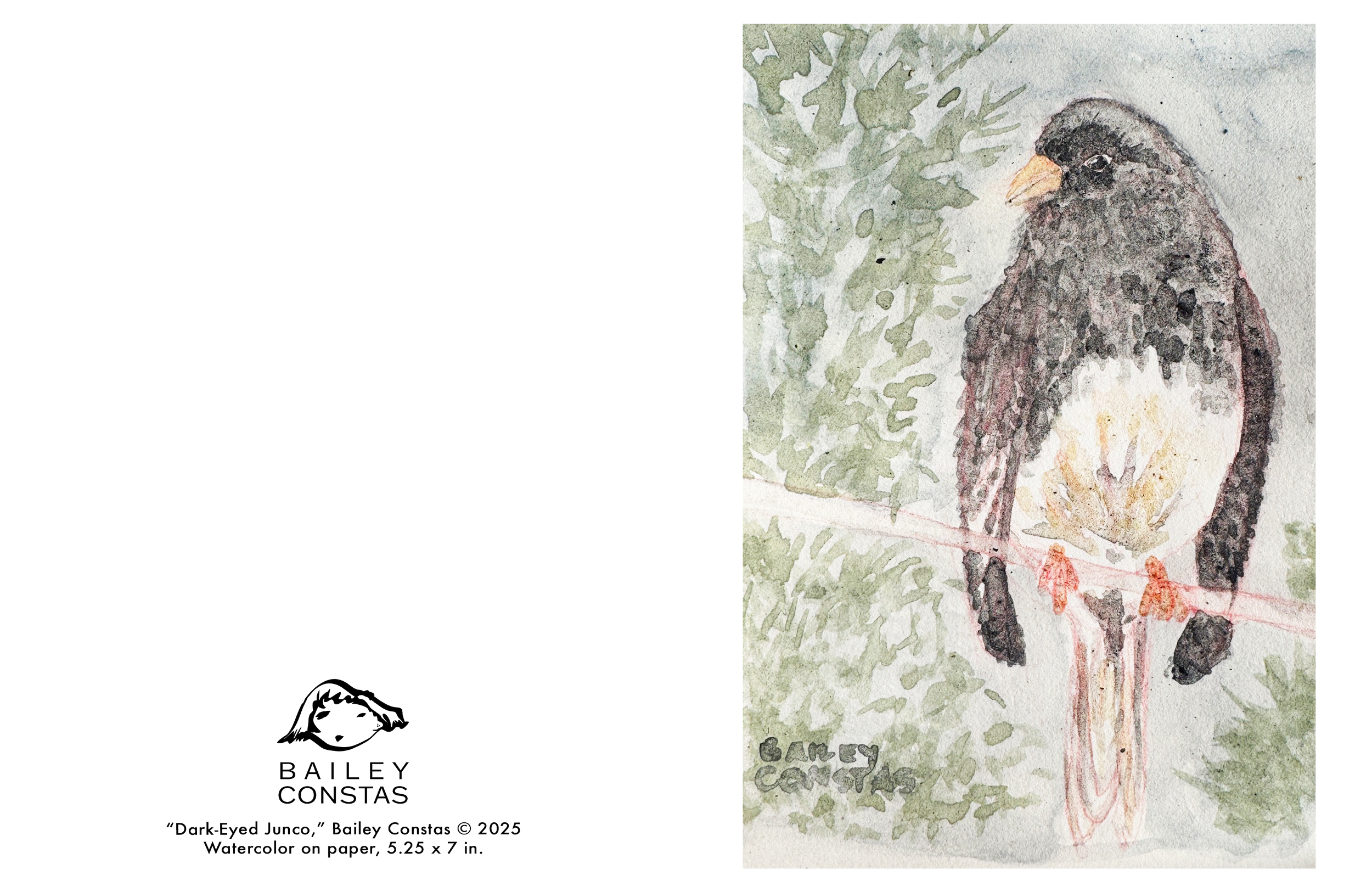 DarkEyedJunco_GreetingCard.png