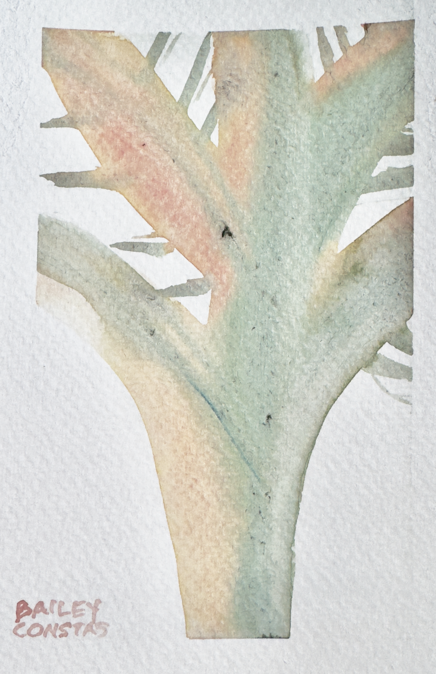 Studio Succulent  Bailey Constas