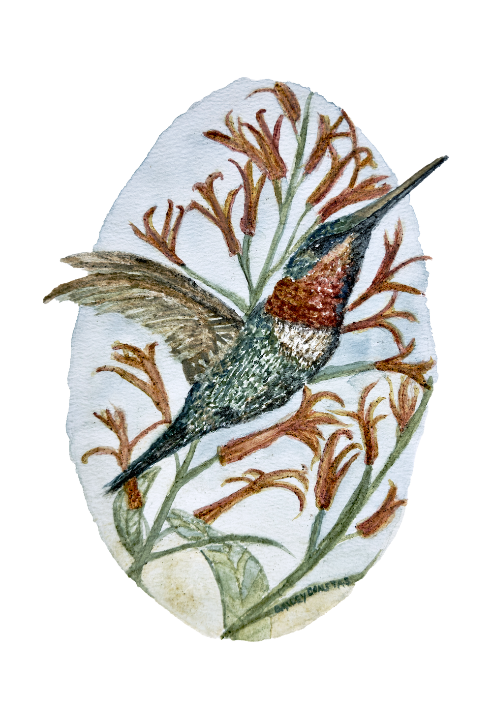 13x19_Hummingbird3 copy.png