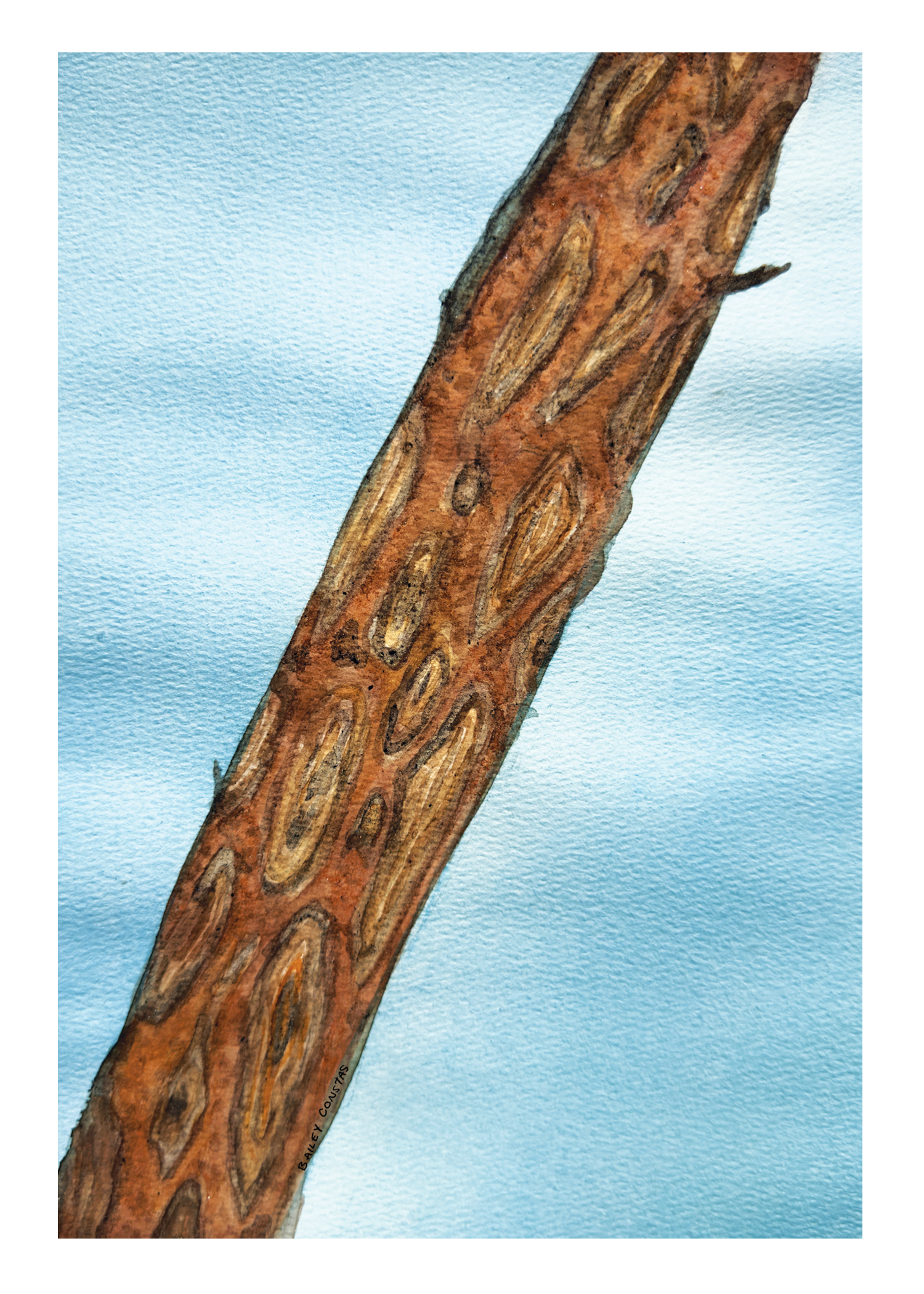 PortraitofaPine_5x7_print.png