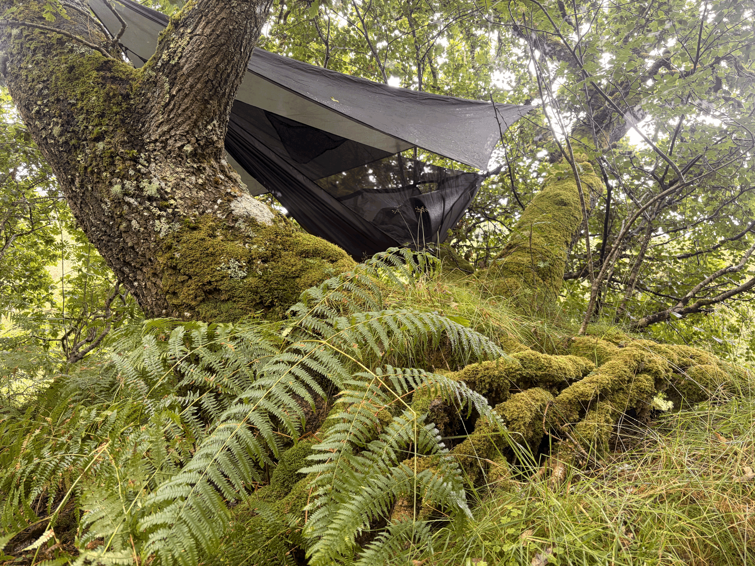 Big Canopy Campout 2026 