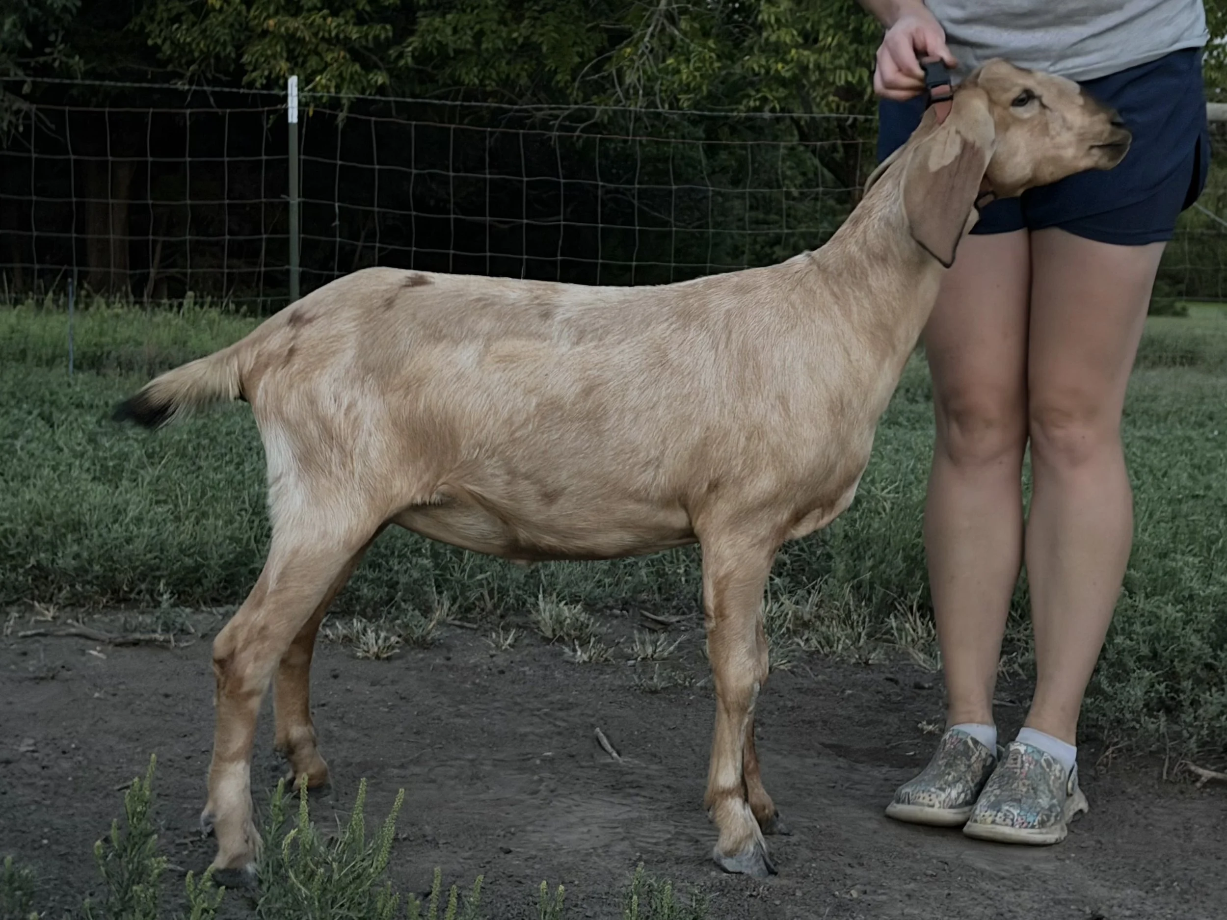 Kansas Bluestem Fiery Magpie at 7 months old.