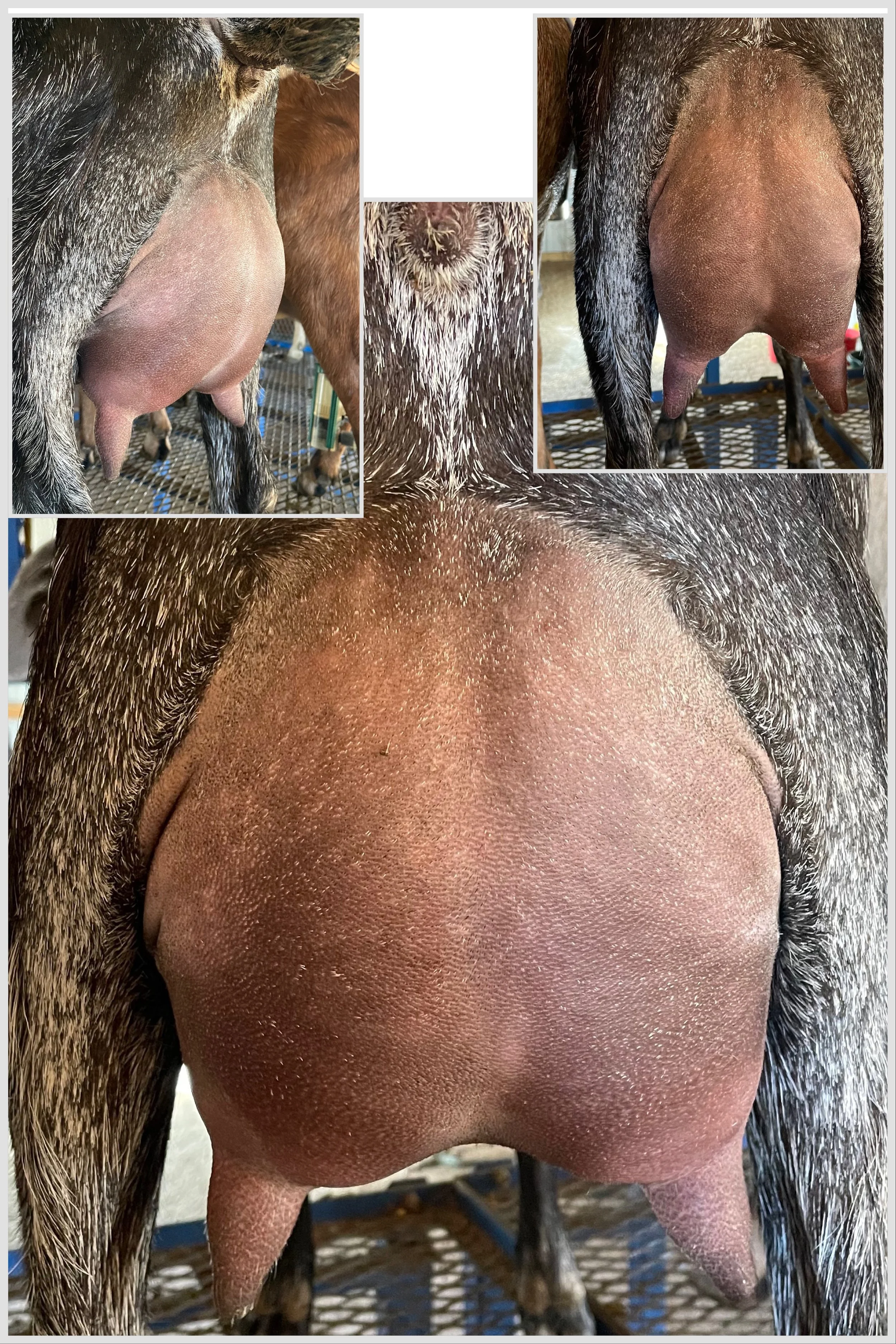 Kansas Bluestem Sunkissed Eden first freshening udder.