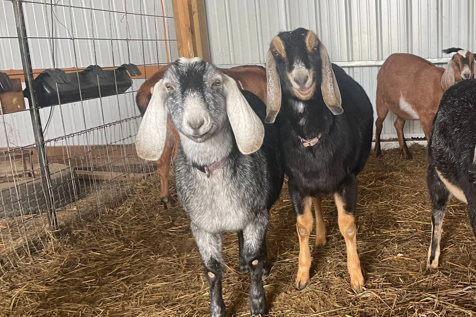 Several goats standing inside a barn with straw-covered floor, metal and wooden walls, and some enclosed feeding area visible.