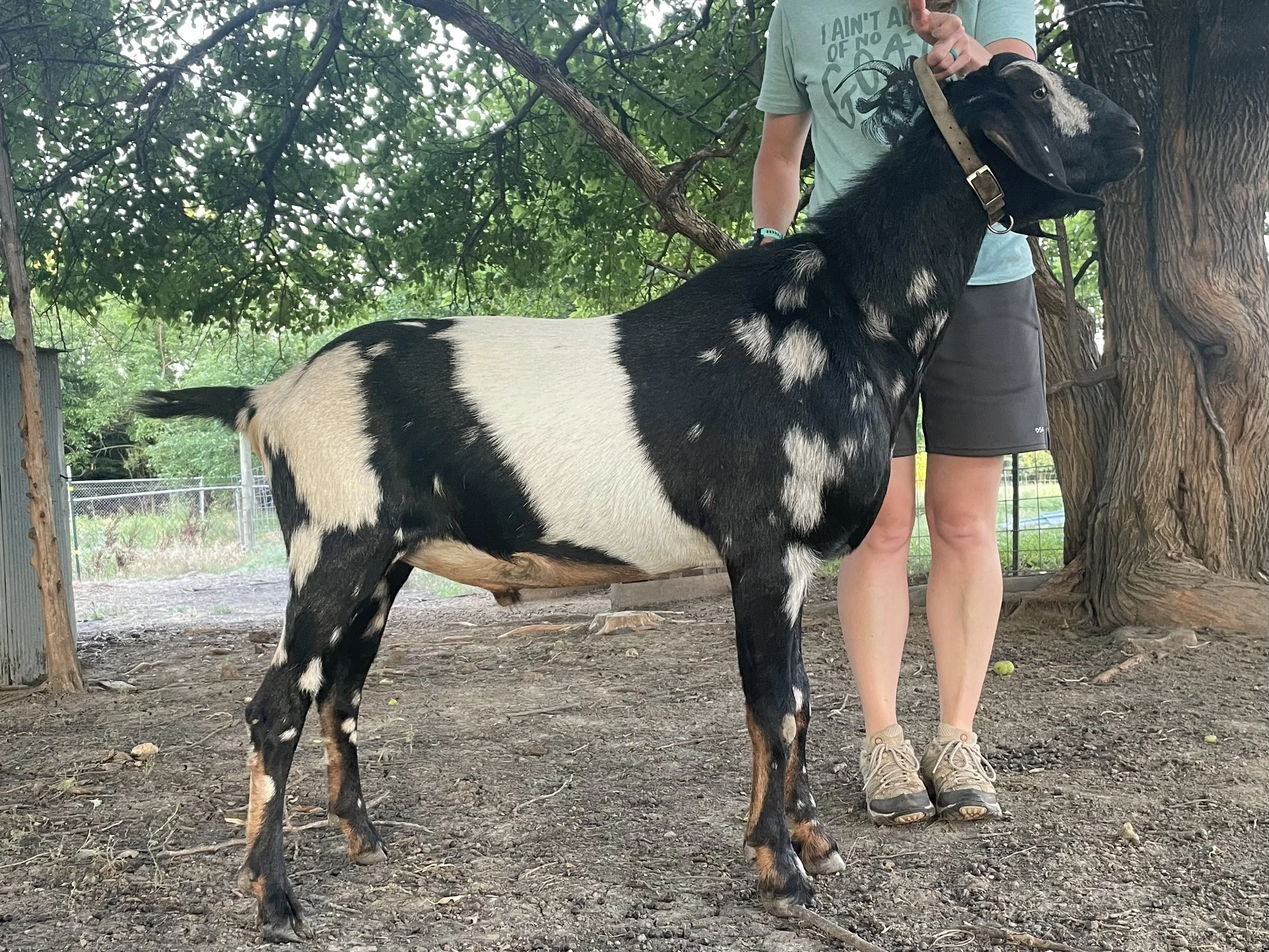 Kansas Bluestem Pistol Pete