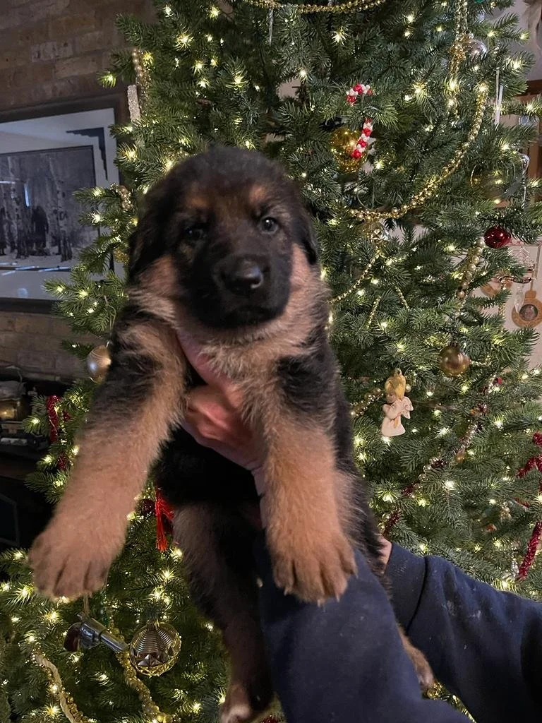 WhatsApp Image 2022-12-13 at 12.38.13 PM.jpeg