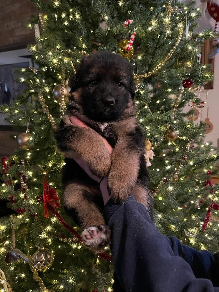 WhatsApp Image 2022-12-13 at 12.35.34 PM.jpeg