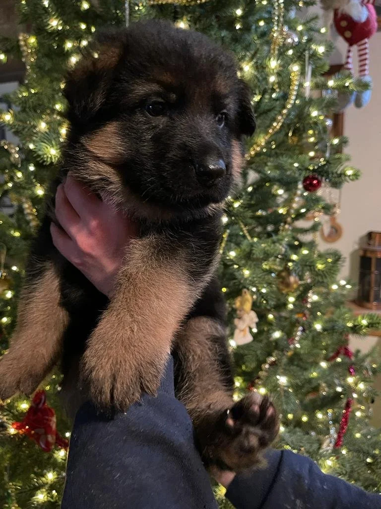 WhatsApp Image 2022-12-13 at 12.39.54 PM.jpeg