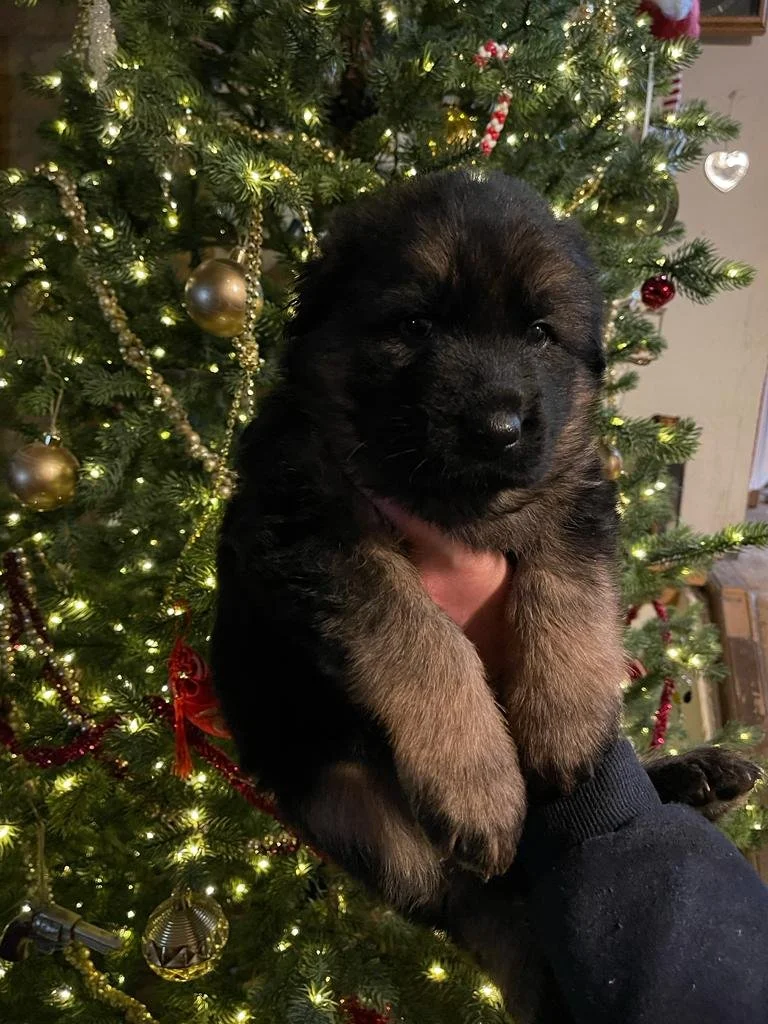 WhatsApp Image 2022-12-13 at 12.36.02 PM.jpeg